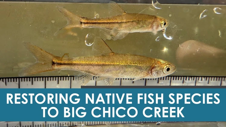 Embedded thumbnail for Dec 12, 2025 - Big Chico Creek Fishing Update #5923