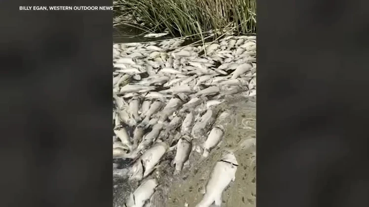 Embedded thumbnail for Jul 30, 2025 - Laguna Niguel Lake Fishing Update #5595