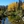 Bishop Creek, California