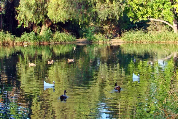 Fork Park Ponds, Redland, California