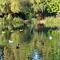 Fork Park Ponds, Redland, California